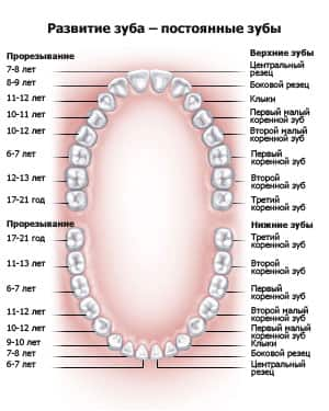 toothanatomy1